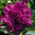 Dianthus Sweet Pleasure Collection