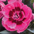 Dianthus Sweet Pleasure Collection