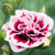 Dianthus Sweet Pleasure Collection