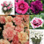 Dianthus Sweet Pleasure Collection