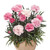 Dianthus Sweet Pleasure Collection