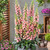 Digitalis Arctic Fox Rose