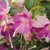 Fuchsia Patio Fairy Pink-Violet