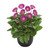 Gerbera Garvinea Sweet Surprise