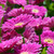 Gerbera Garvinea Sweet Surprise