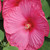 Hibiscus Luna Rose