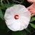 Hibiscus Luna White