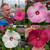 Hibiscus Luna Collection