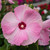 Hibiscus Luna Collection