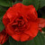 Impatiens Glimmer Bright Red