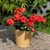 Impatiens Glimmer Bright Red