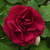 Impatiens Glimmer Burgundy