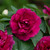 Impatiens Glimmer Burgundy