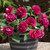 Impatiens Glimmer Burgundy