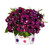 Petunia Surprise Sparkling Collection