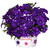 Petunia Surprise Sparkling Collection