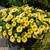 Petunia Bees Knees