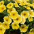 Petunia Bees Knees