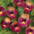 Torenia Collection