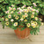 Torenia Collection