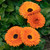 Calendula Neon