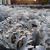 Cineraria Silver Dust