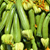 Courgette - Green Bush