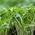 Cress Plain / Curled / Common Cress