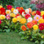 Dahlia 'Unwins'