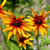 Rudbeckia Autumn Forest