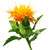Saffron Thistle – Carthamus Tinctorius Zanzibar