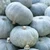 Squash Crown Prince F1