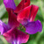Sweet Pea Grandiflora Matucana