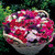 Petunia Dwarf Picobella Mix