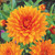 Dahlia Orange Flowered Collection