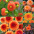 Orange Dahlia Collection