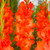 Orange Summer Bulb Collection