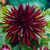 Red Summer Bulb Collection