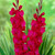 Red Summer Bulb Collection