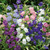 Pollinator Collection