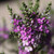 Hebe Garden Beauty Purple