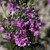 Hebe Garden Beauty Purple