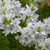 Hebe Garden Beauty White