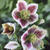 Helleborus Single collection