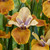 Iris sibirica 'Colonel Mustard'