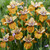 Iris sibirica 'Colonel Mustard'