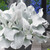 Senecio 'Angels Wings'