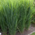 Panicum virgatum 'Northwind'