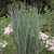Panicum virgatum 'Heavy Metal'