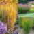 Panicum virgatum Collection